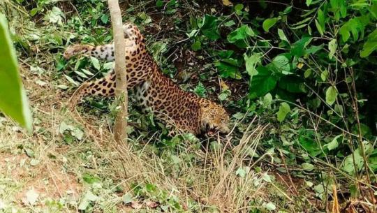 बैतडीको सिगासमा स्थानीयले थापेको पासोमा चितुवा 