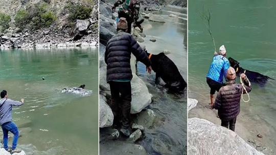 गाईलाई ढुंगाले हान्दै नदीमा बगाएको घटना