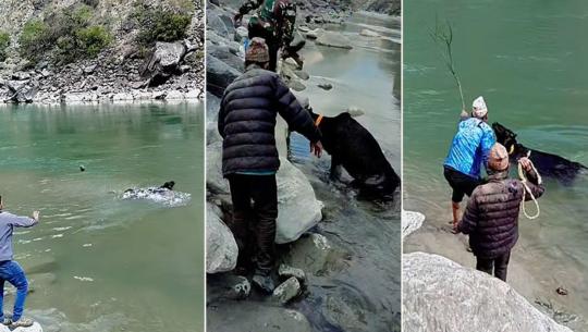 गाईलाई ढुंगाले हान्दै नदीमा बगाए