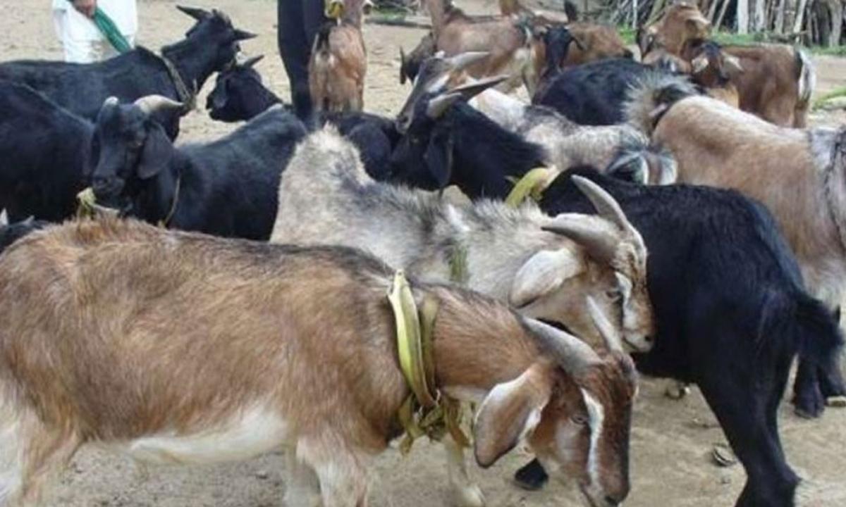 खसी