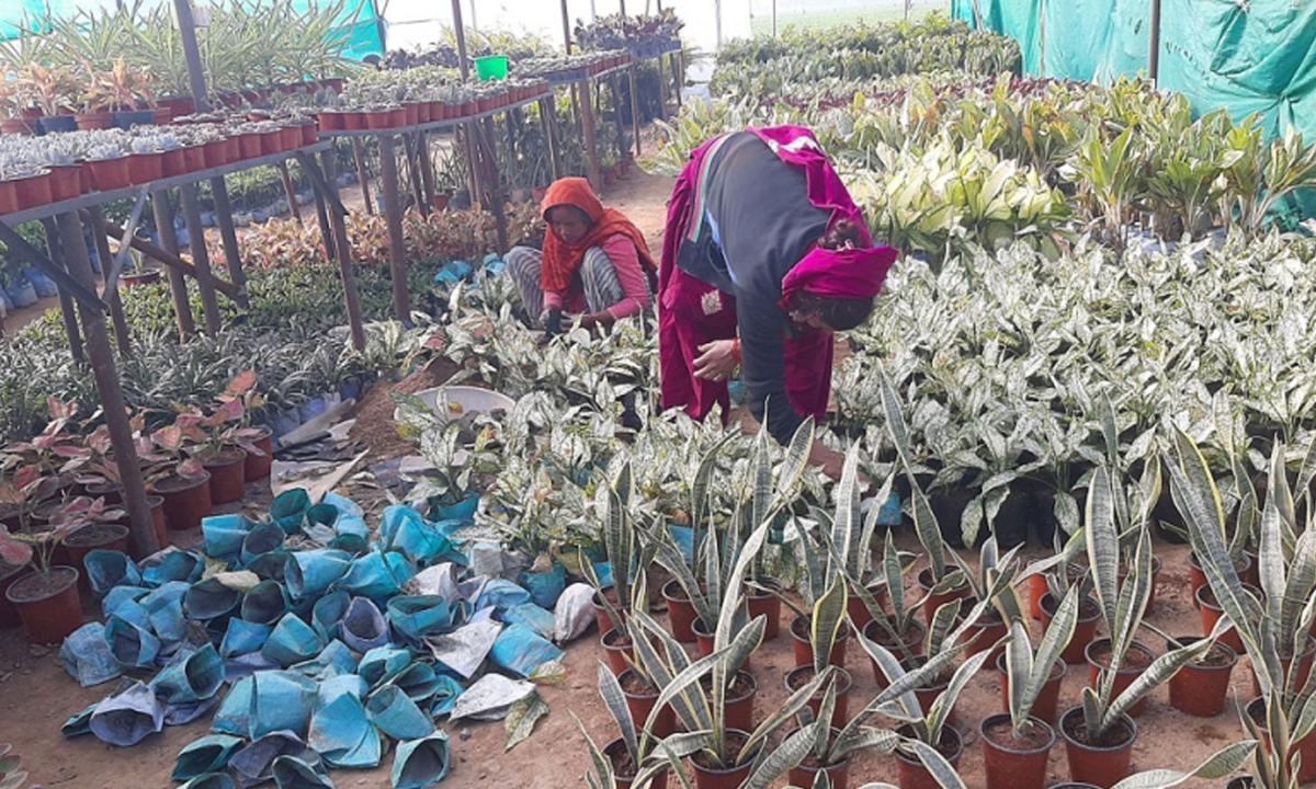 नर्सरी व्यवसाय 