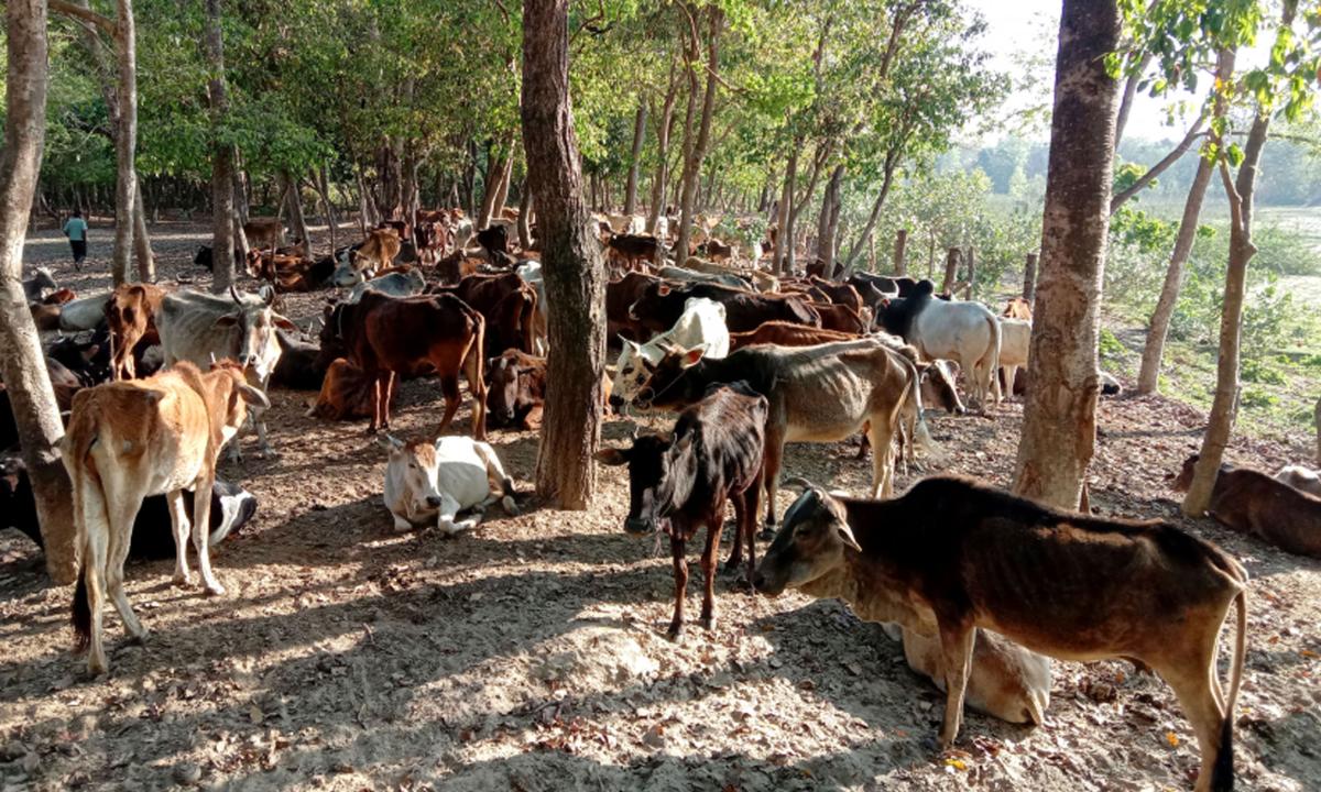 गौशाला