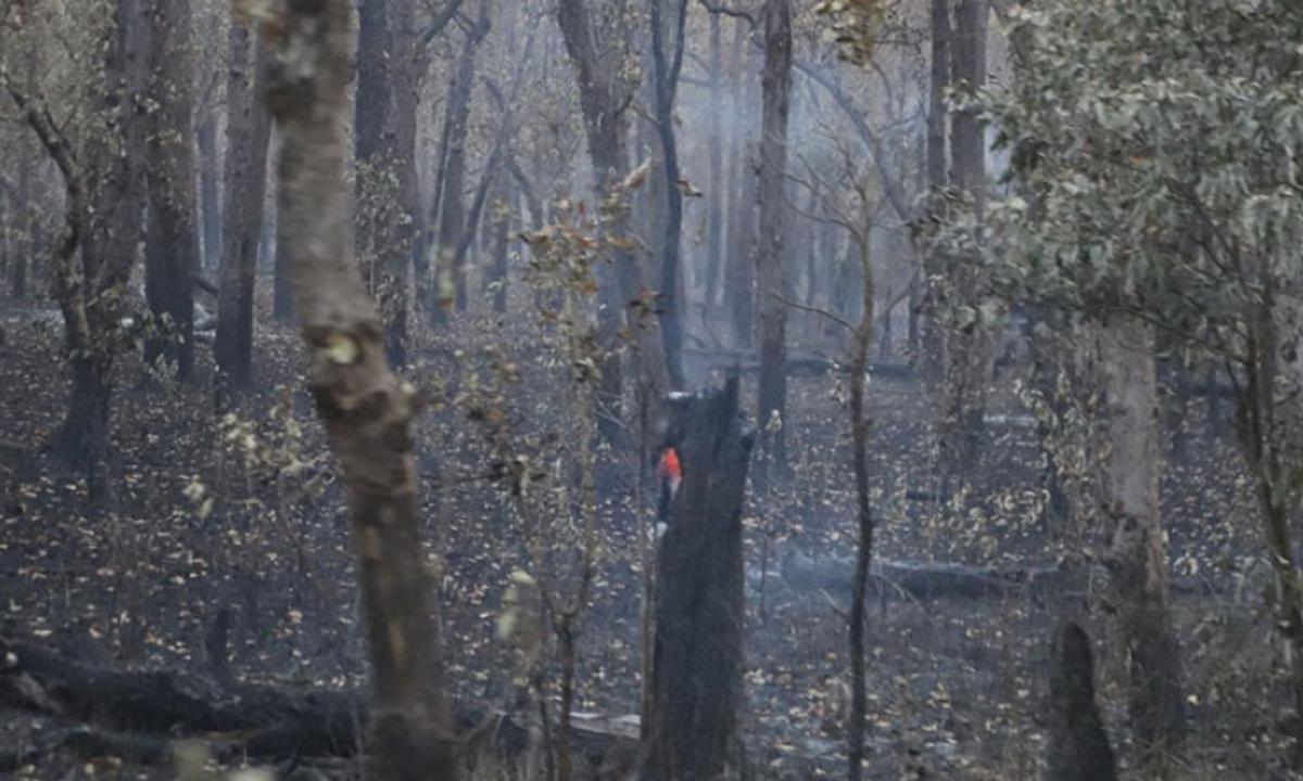 राष्ट्रिय निकुञ्ज