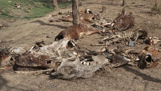 गाईगोरुका कंकाल