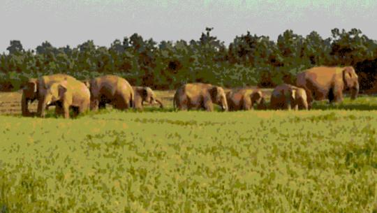  जङ्गली हात्ती