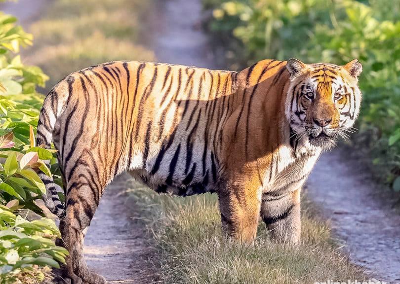 शुक्लाफाँटा राष्ट्रिय निकुञ्जमा पाटेबाघको संख्या बृद्धी