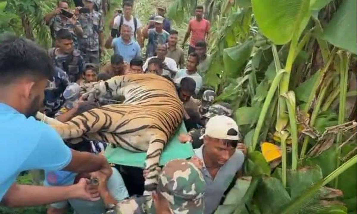 नरभक्षी पाटेबाघ