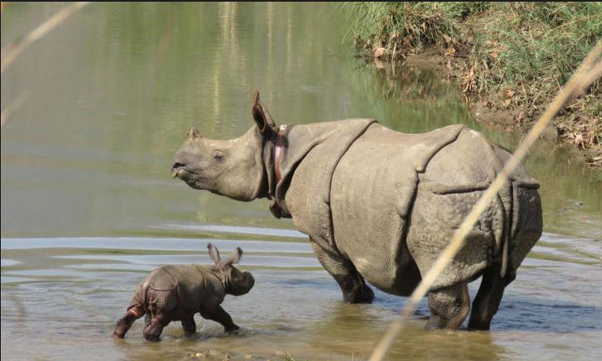 गैँडाको संख्या तेब्बरले बढेको छ 