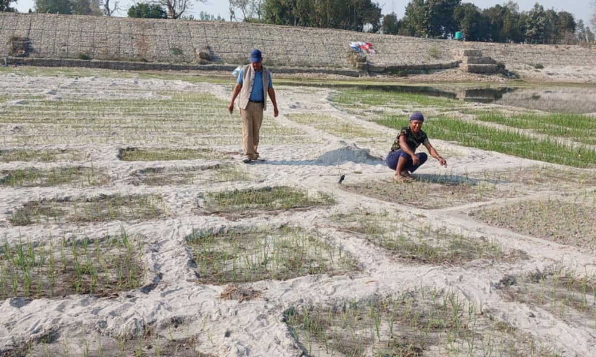 बगरमा प्याज खेती