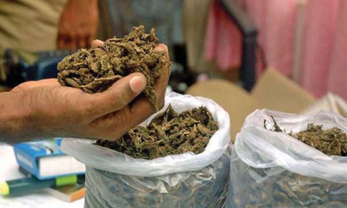 गाँजासहित  युवक पक्राउ