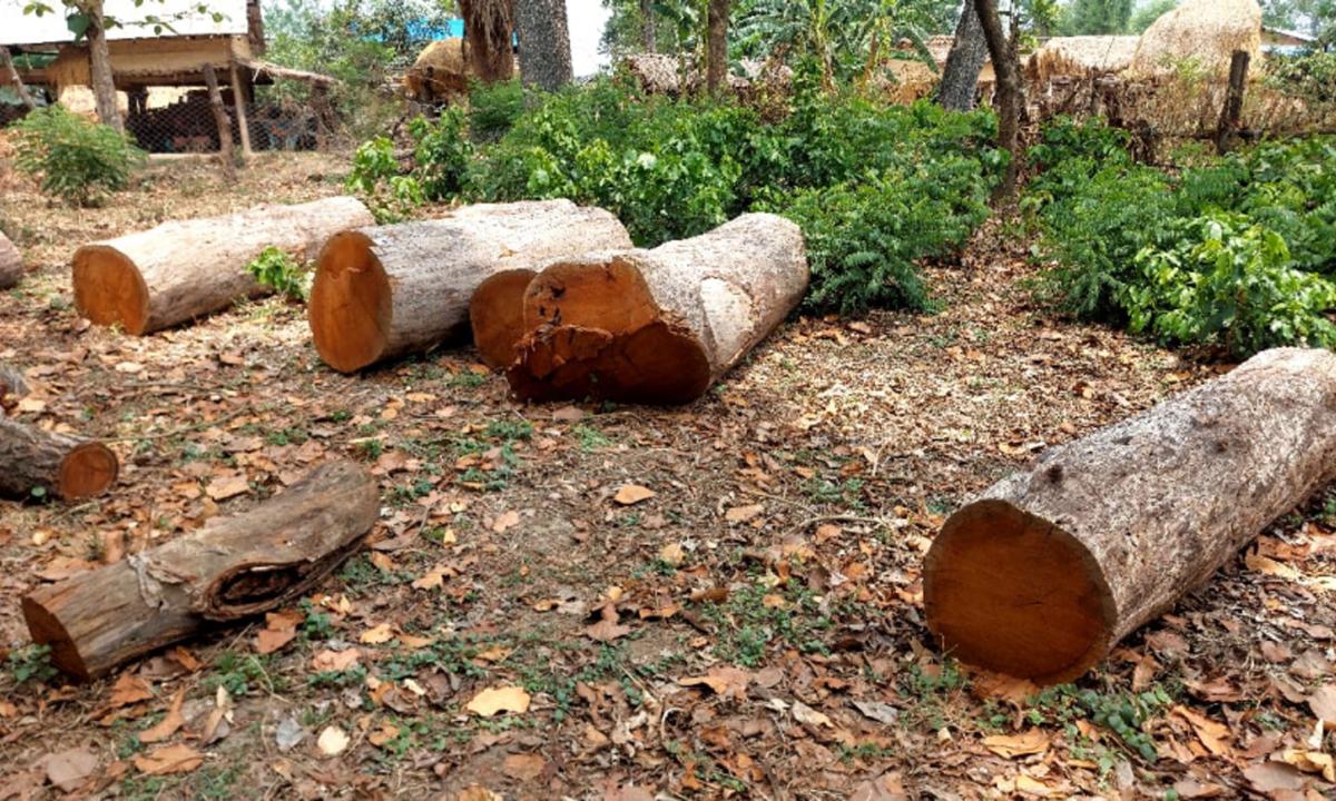 काठ तस्करी