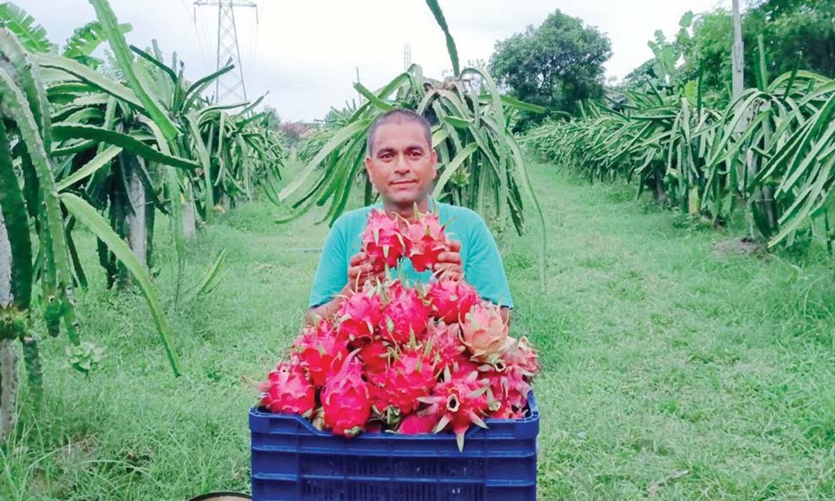  ड्र्यागन फल