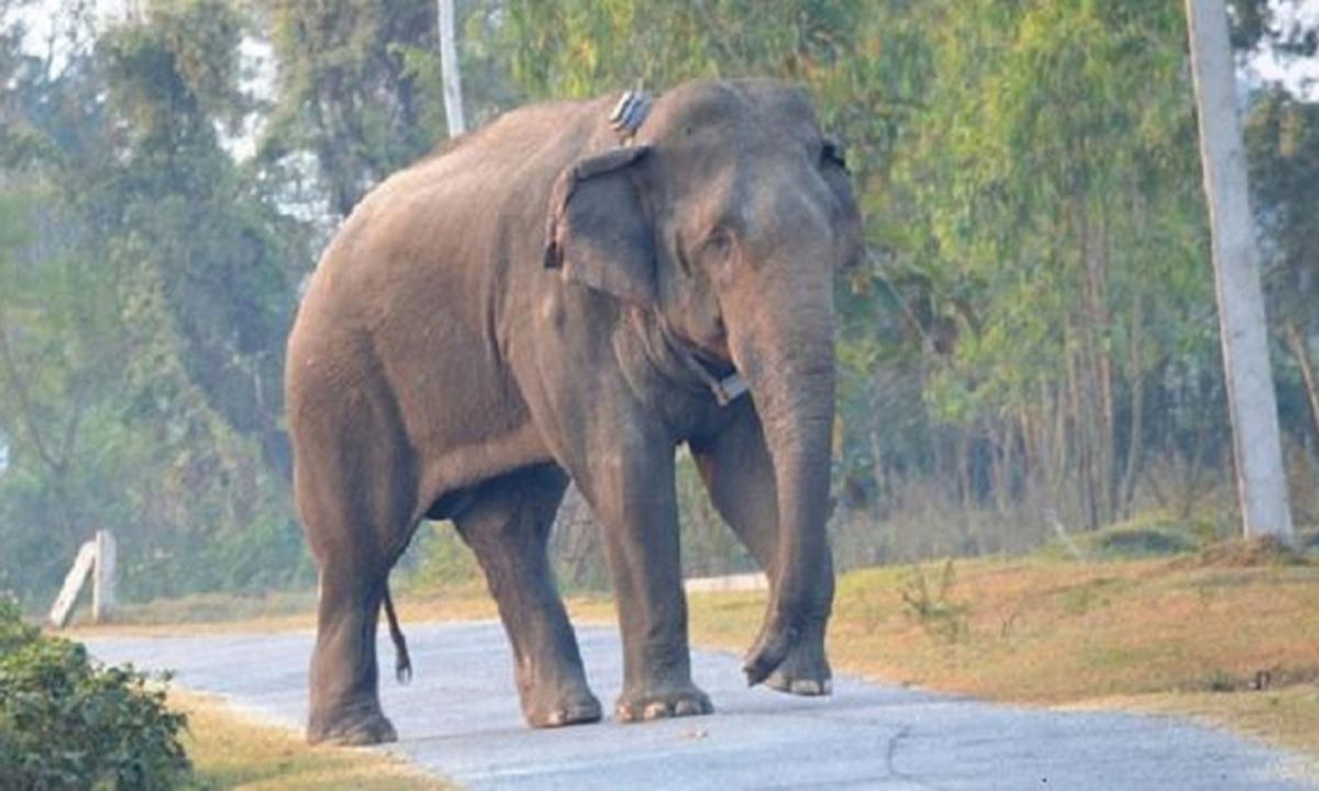 जङ्गली हात्ती 