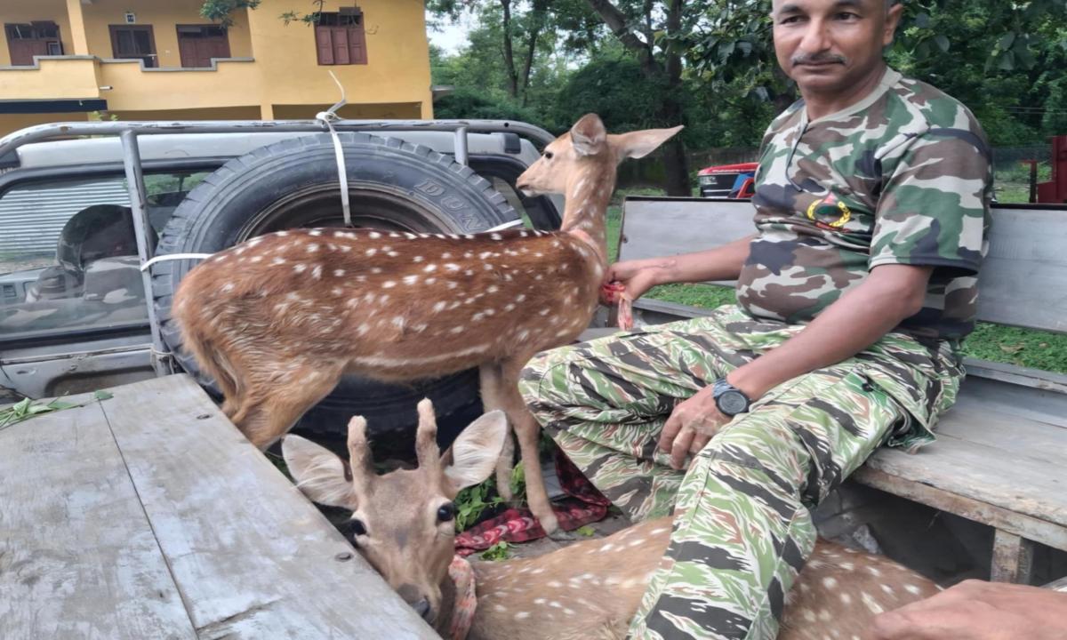 चित्तल